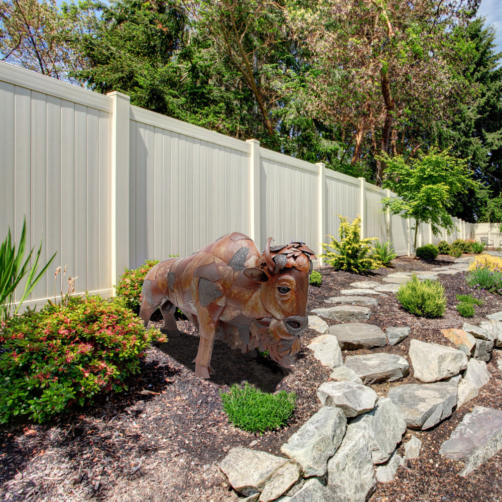 American Bison