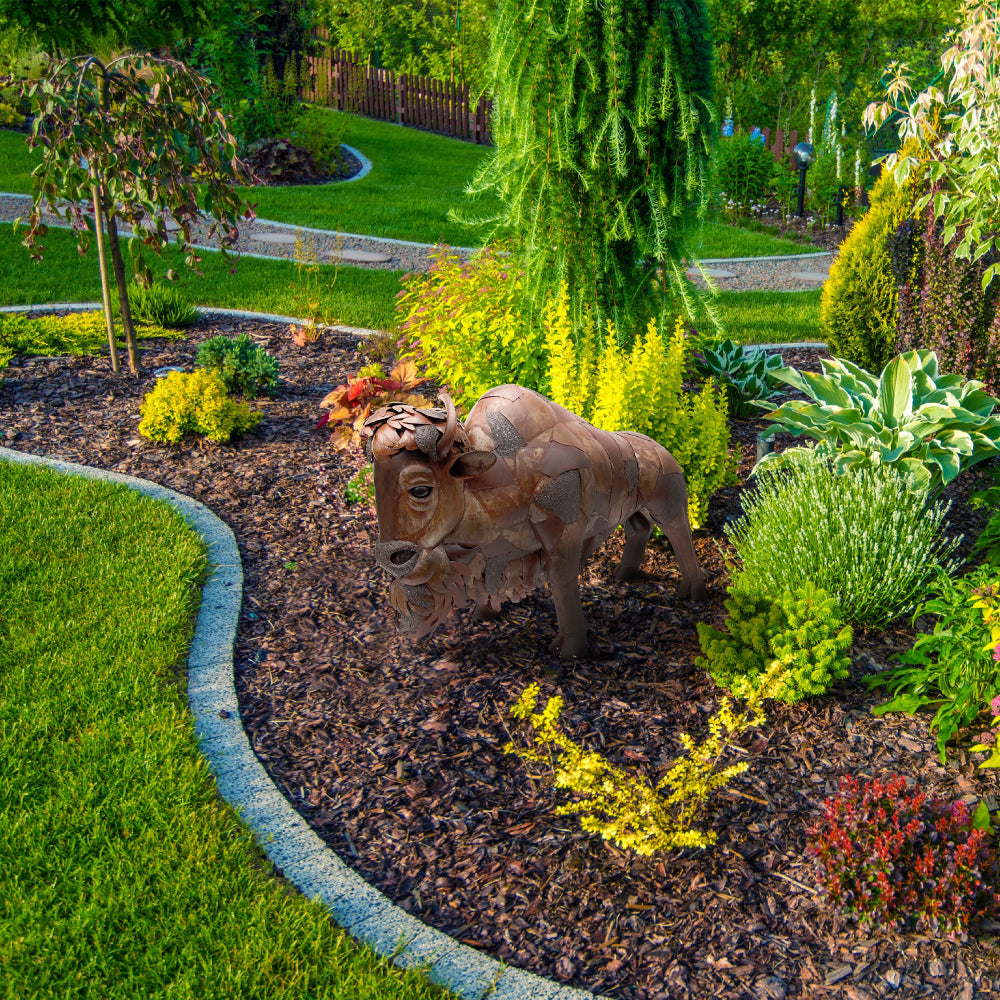 American Bison