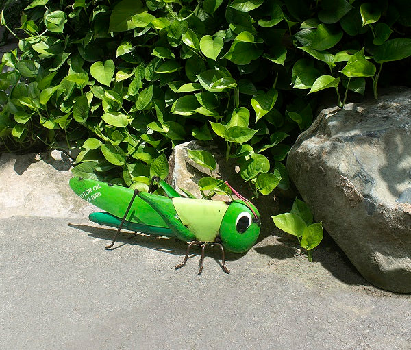 Barnyard Grasshopper