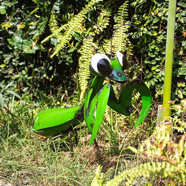 Preying Mantis